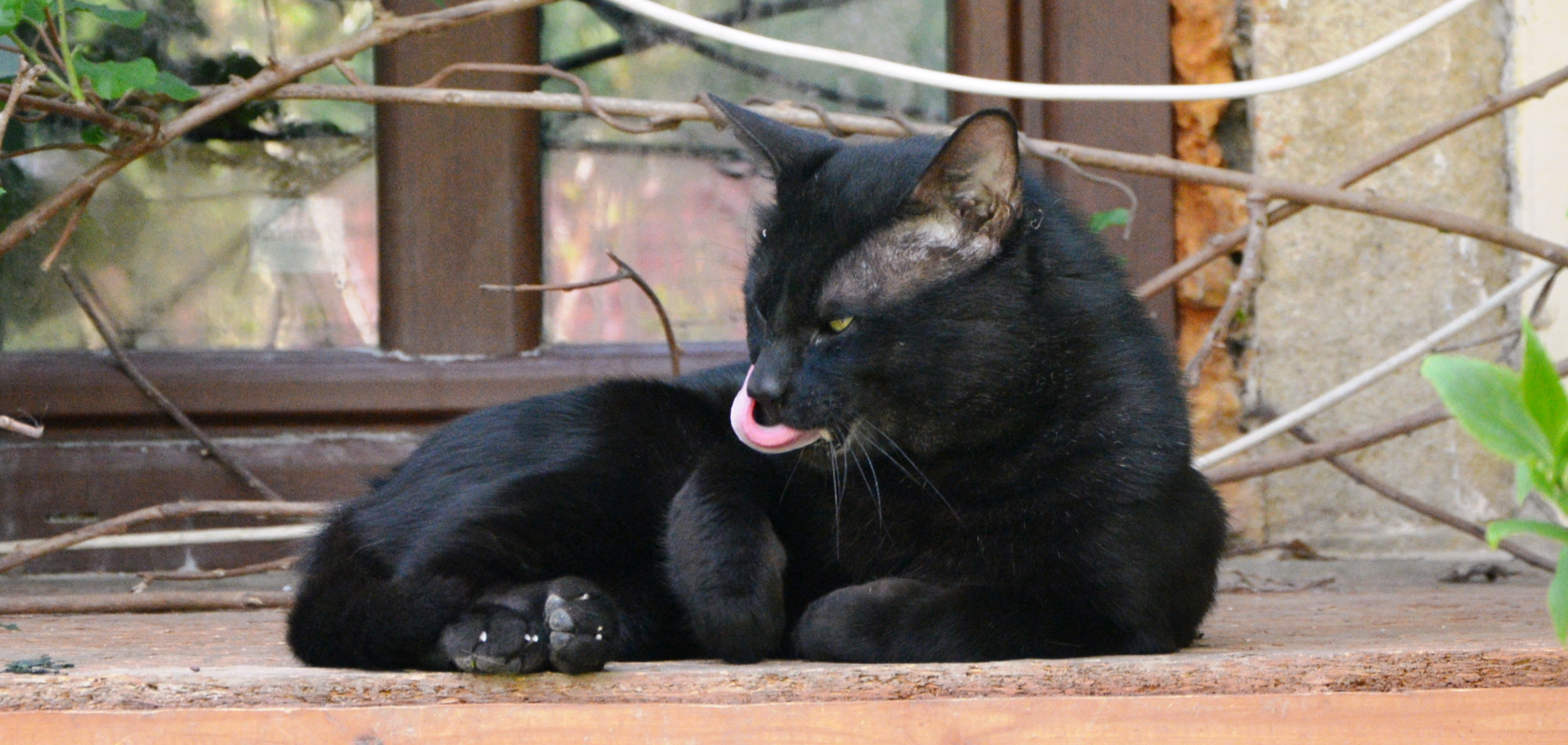 chausie kluk Merlin (4)