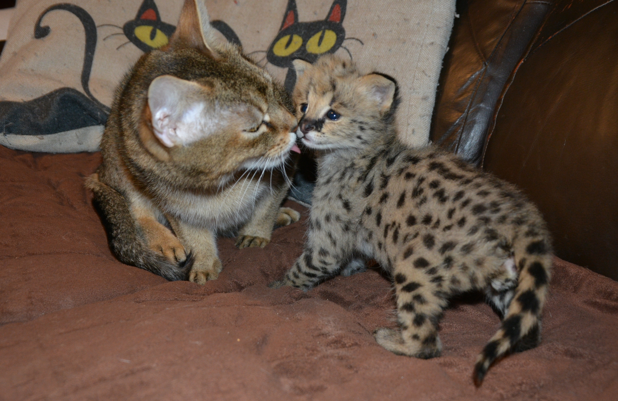 chausie a serválek (10)